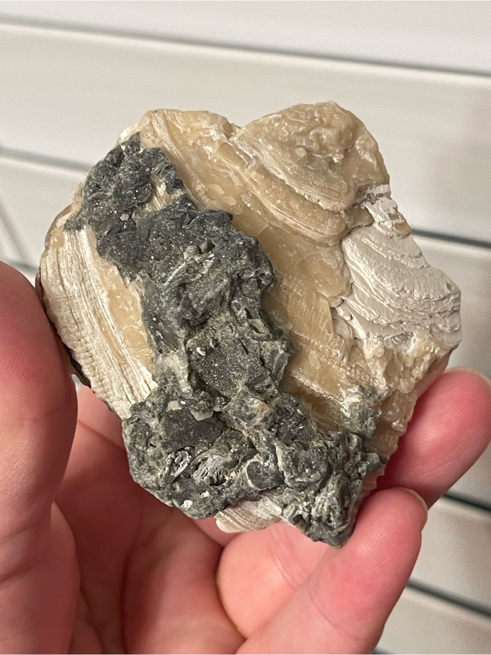 Fossilized clam shell with calcite from Florida